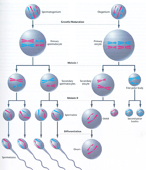 meiosis vs mitosis. Meiosis N - QwickStep Answers