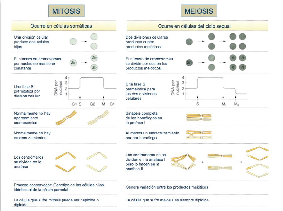 meiosis vs mitosis. COMPARACIÓN MITOSIS vs MEIOSIS