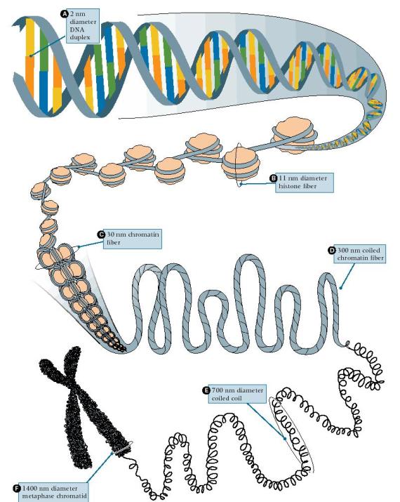 Kromosometan DNA histonen inguruan biltzen da, eta DNA irakurri eta transkribatzeko, beharrezkoa da zati batzuk egitura trinko horretatik askatzea.